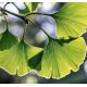 Cogni Flow Ginkgo biloba Phytosome 90 kapslí