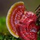 Reishi spórový olej, 30 % triterpenů, 500 mg, 60 kapslí