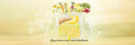 Trávení a metabolismus