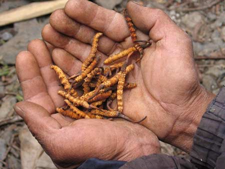 cordyceps