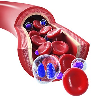 arterial circulation