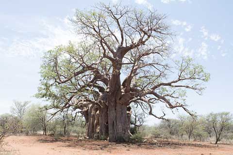 Baobab strom