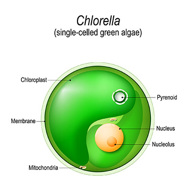 Chlorella