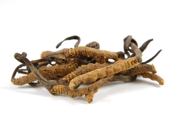 cordyceps spory