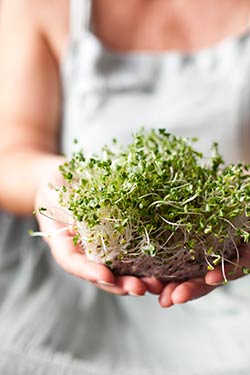 fermented broccoli sprouts