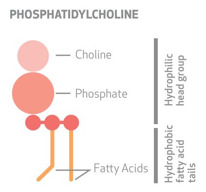fosfolipidy