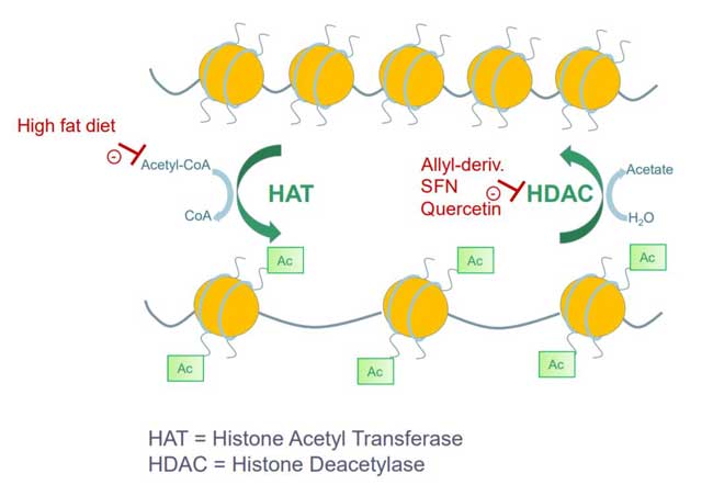 histone