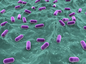 Probiotické bakterie