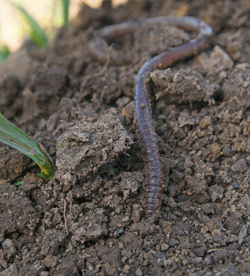 žížala Lumbricus rubellus