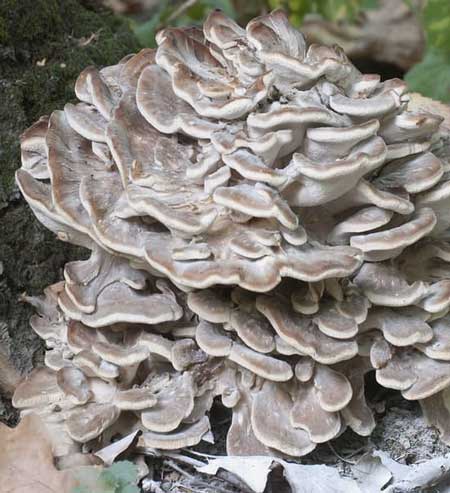 maitake houba