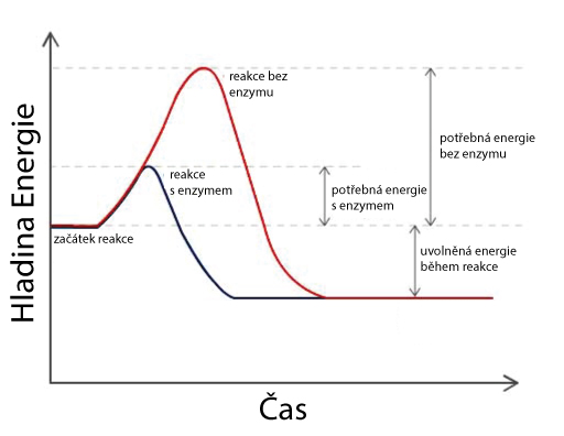 Reakce enzymu