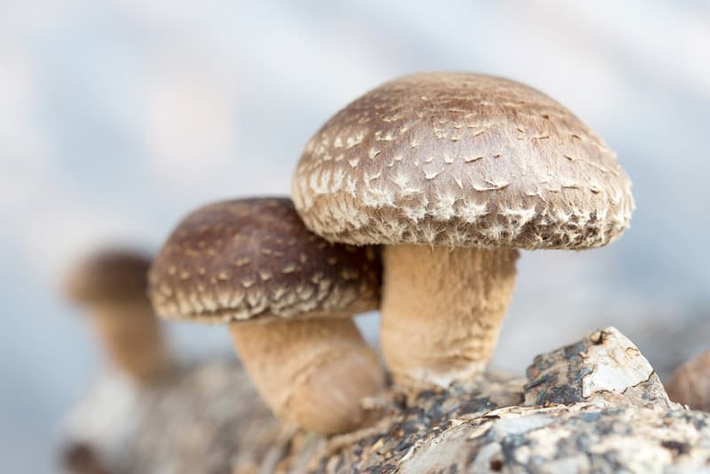 Shiitake houba