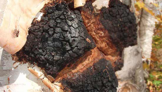 chaga